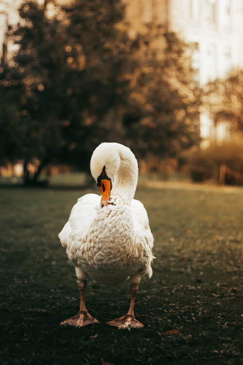 Canvas Print Swan In The Park