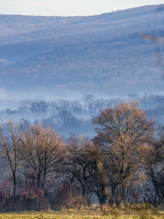 Woods and mist | Julisteet, taideprintit, seinämuraalit | Europosters