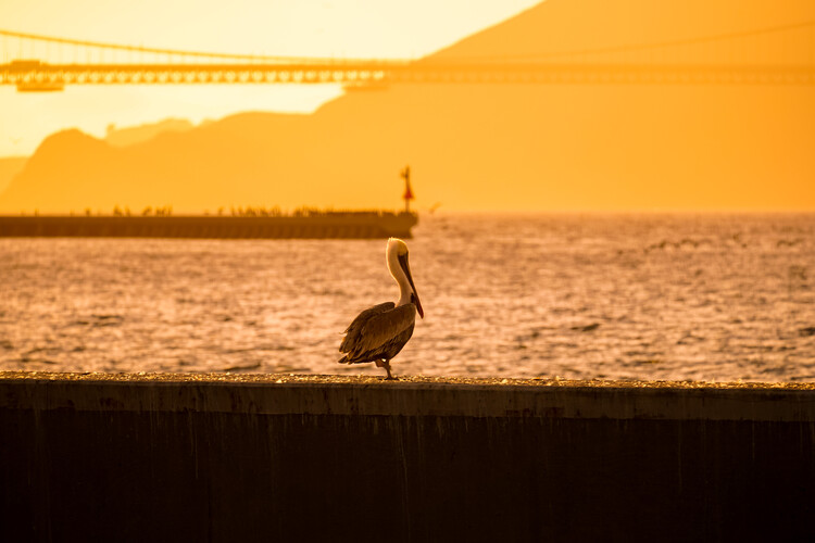Umjetnička fotografija San Francisco Bay