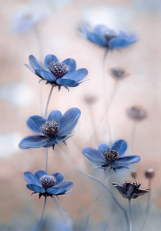 Fotografie Cosmos blue, Mandy Disher, 26.7x40 cm