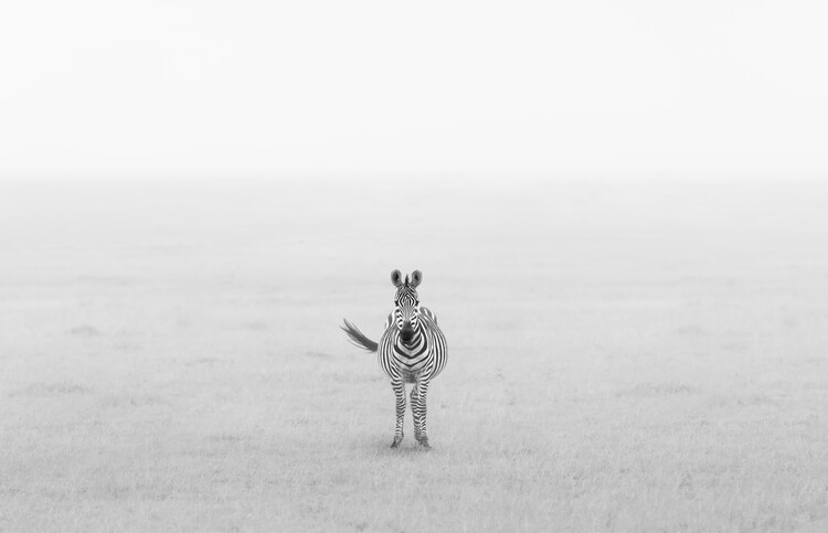 Art Photography Pink Zebra