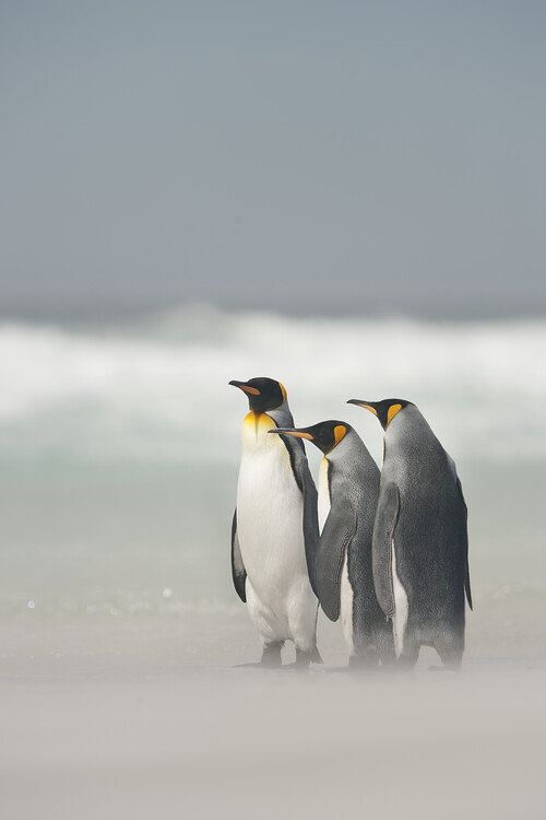 Wall-Art Poster »Pinguin Luftballon«, Tiere, (1 St.), Poster, Wandbild,  Bild, Wandposter acheter confortablement