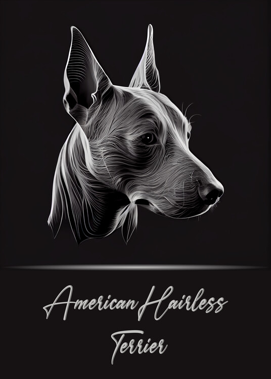 Illustrazione American Hairless Terrier