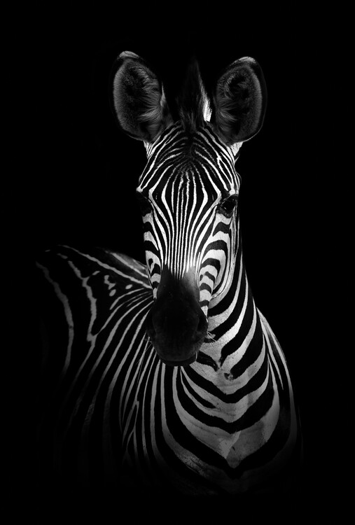 Illustration Beautiful rainbow Zebra