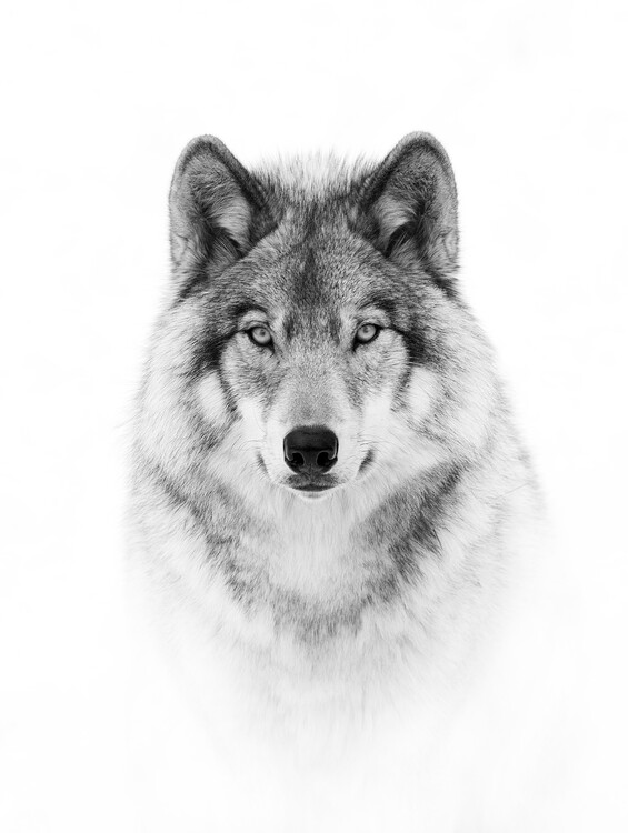 Lone Wolf Portrait – Robbie Craig's Northern Projects