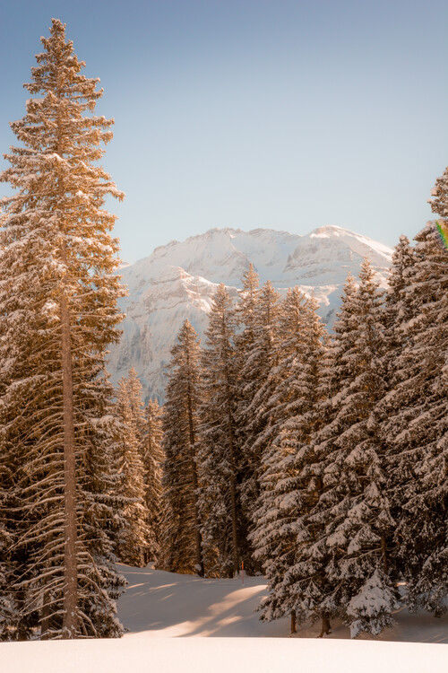 Umetniška fotografija Winter Trees in Alps
