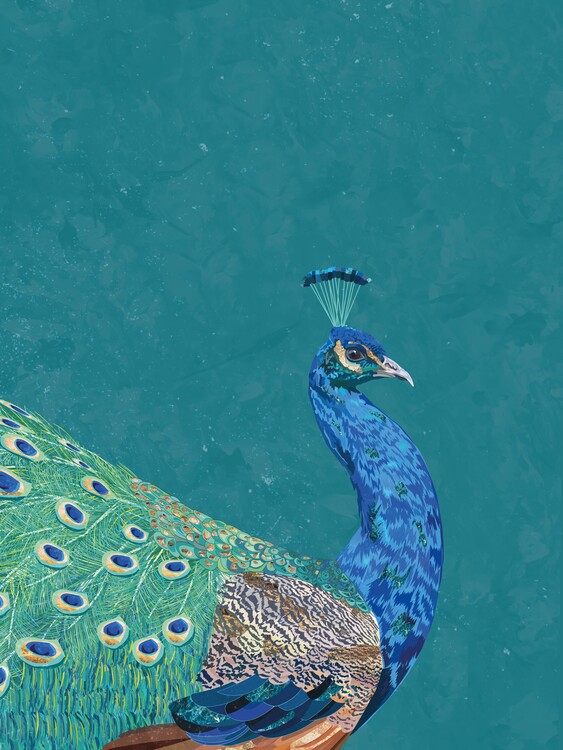 Canvas Print Turquoise peacock