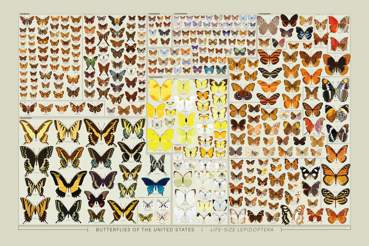 Ilustração Butterflies of the United States