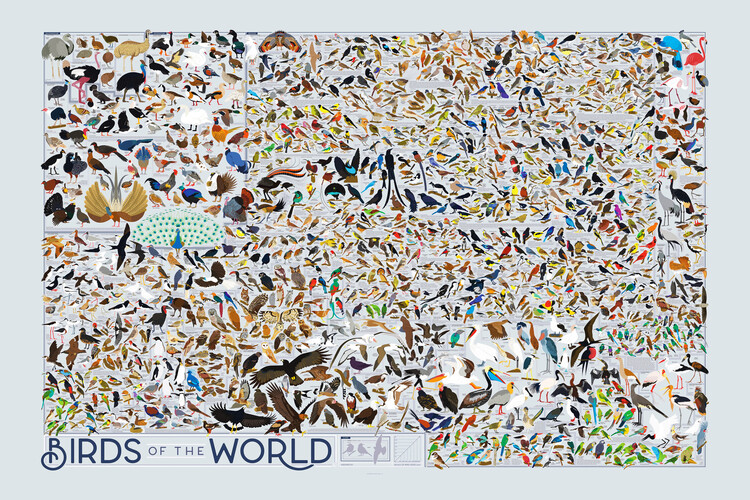 Illustration Birds of the World