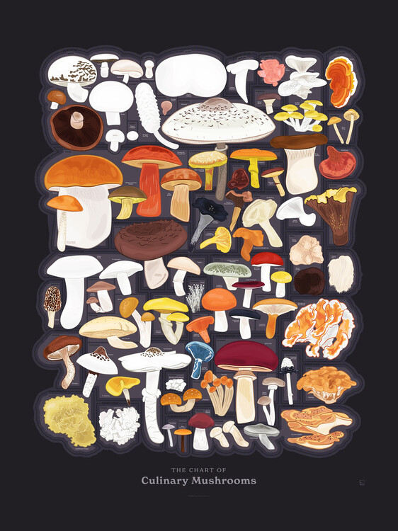 Ilustrace The Chart of Culinary Mushrooms