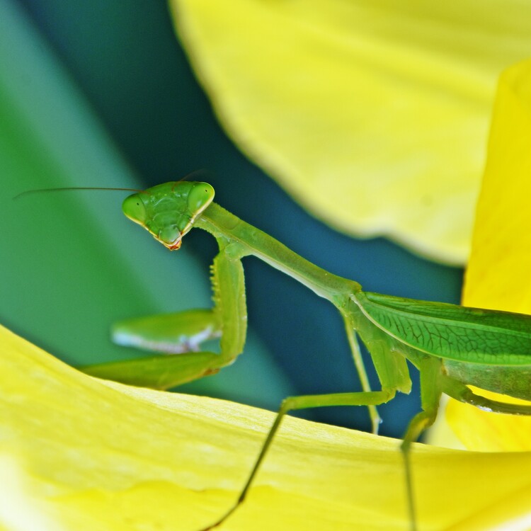 Kunstfotografi Close up of a green praying mantis