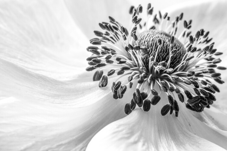 Valokuvataide Anemone