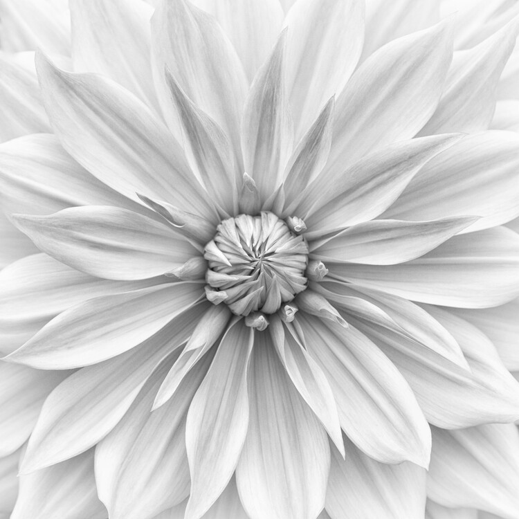 Valokuvataide Hamari gold in monochrome