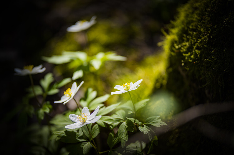 Kunstfotografie wood anemone