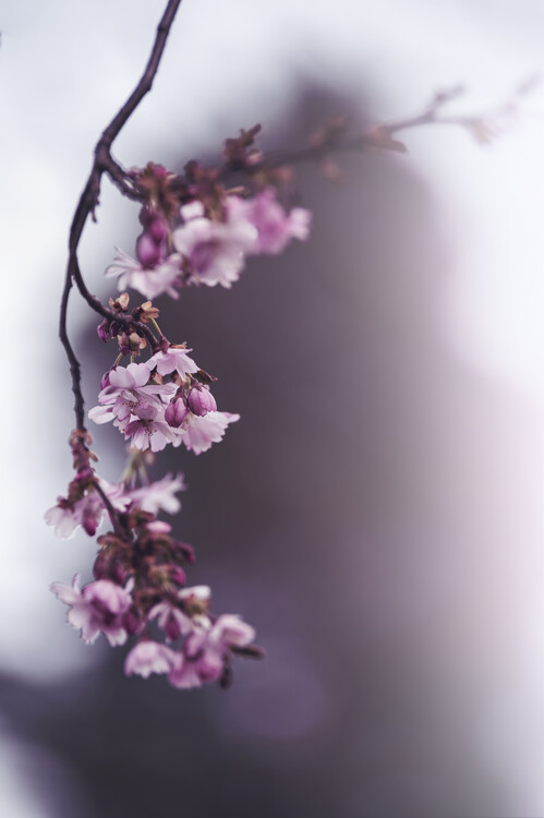 Cherry blossom trees – Leon Devenice