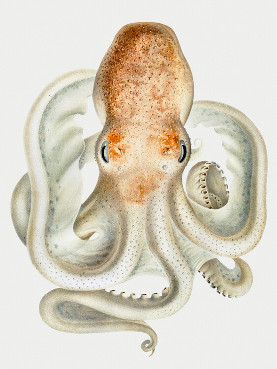 Ilustrace The Velodona Togata Octopus (Front) - Carl Chun