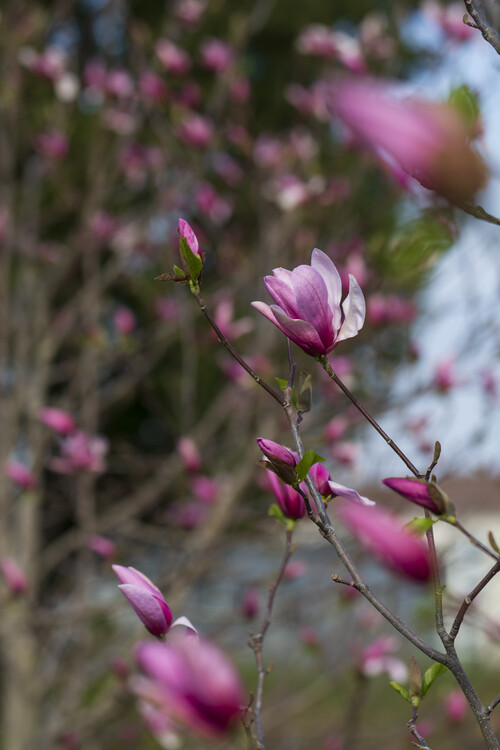 Arte Fotográfica Branches of Magnolia