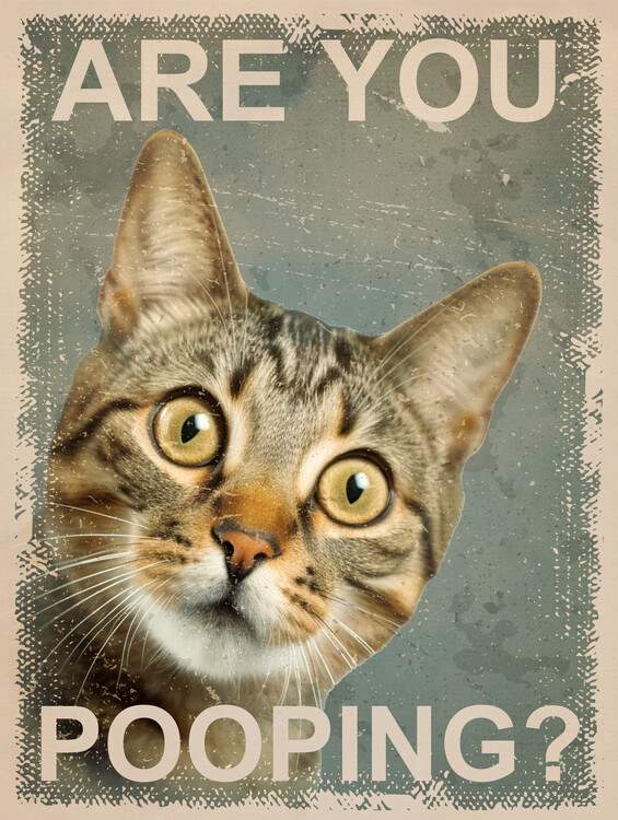 Illustration Funny Cat: Are You Pooping?