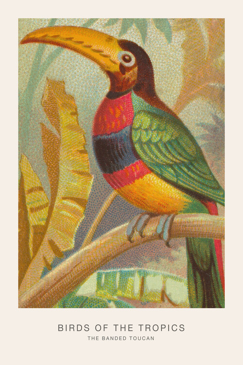 Illustration The Banded Toucan (Birds of the Tropics) - George Harris