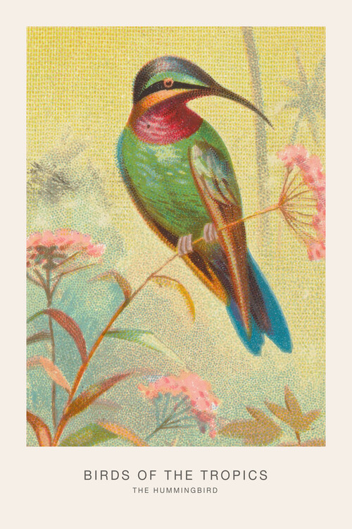 Illustration The Hummingbird (Birds of the Tropics) - George Harris