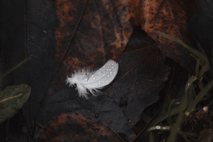 Art Photography Peacock feather