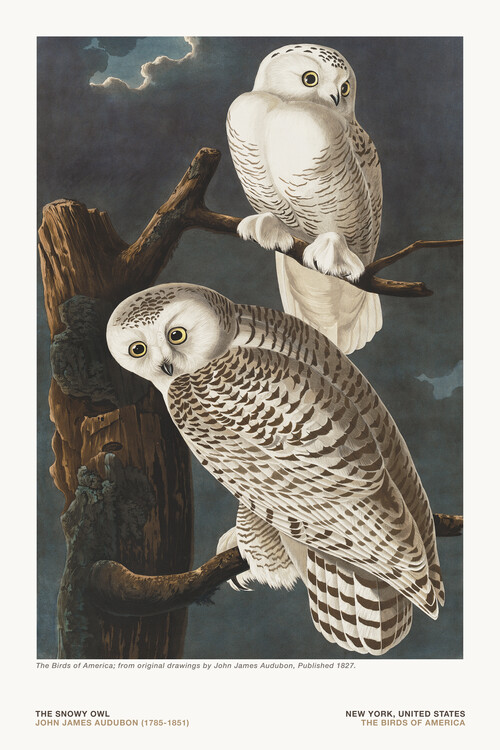 Obraz na plátně The Snowy Owl from The Birds of America - J. J. Audubon