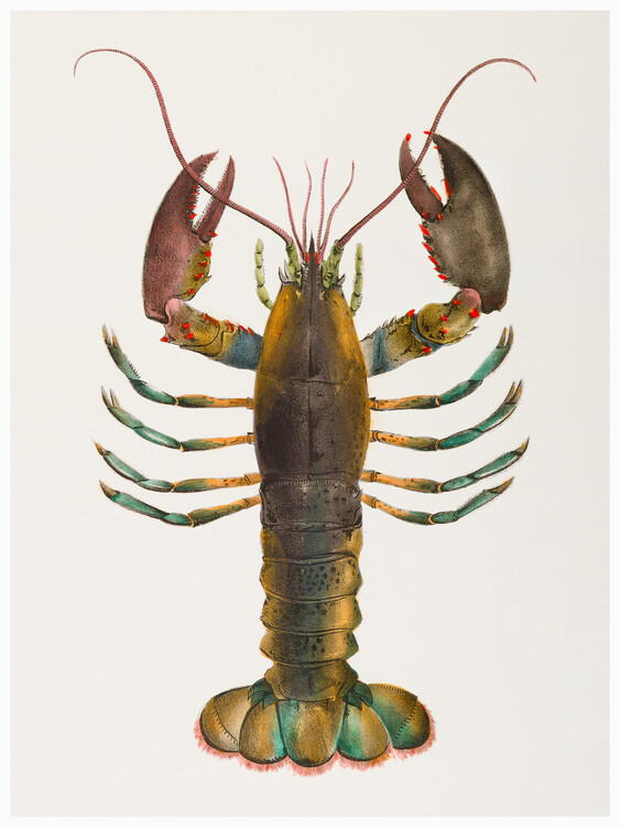 Fine Art Print American lobster (Homarus americanus) - Zoology of New York