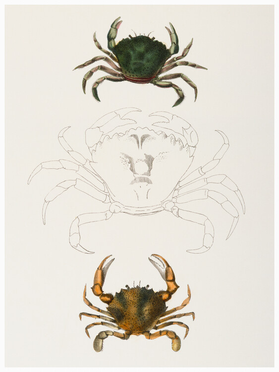Reprodução do quadro Littoral crab & Lady Crab - Zoology of New York