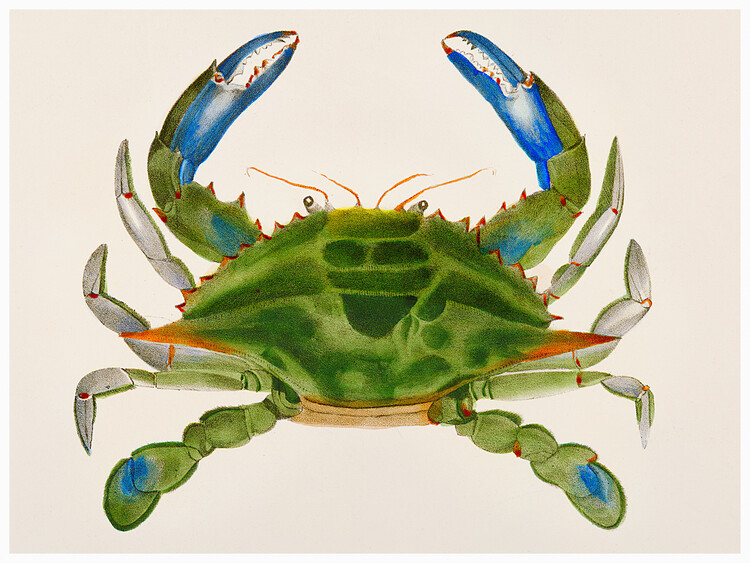 Reprodukcja Blue crab (Lupa Decanta) - Zoology of New York