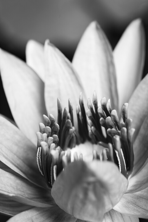 Valokuvataide Flower close up