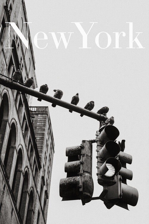 Art Photography NYC Doves