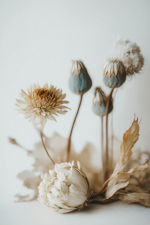 Art Photography Dry Flower Impression