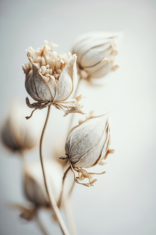 Fotografie Beige Felt Flowers, Treechild, 26.7x40 cm