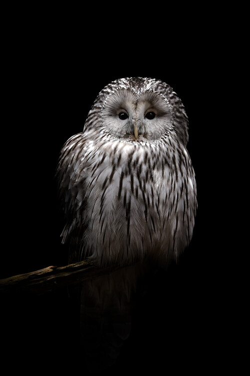 Art Photography Ural owl