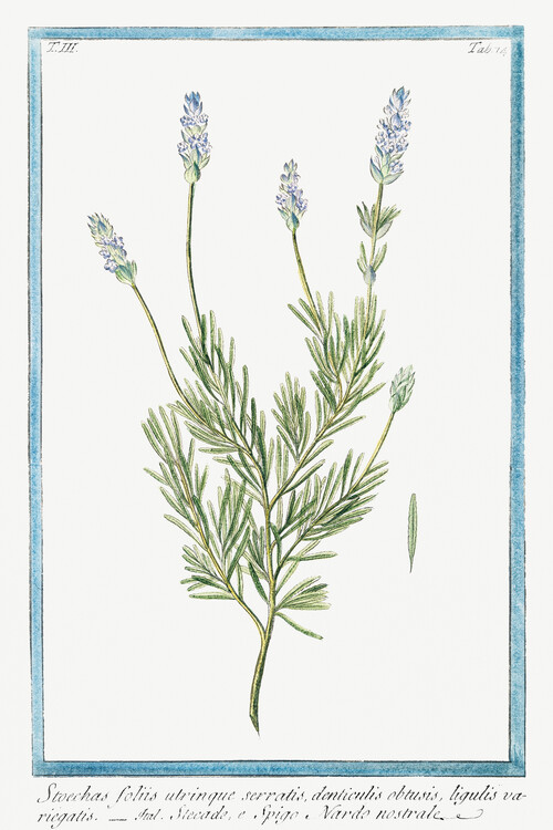 Konsttryck French Lavender (Plant Illustration) - Giorgio Bonelli
