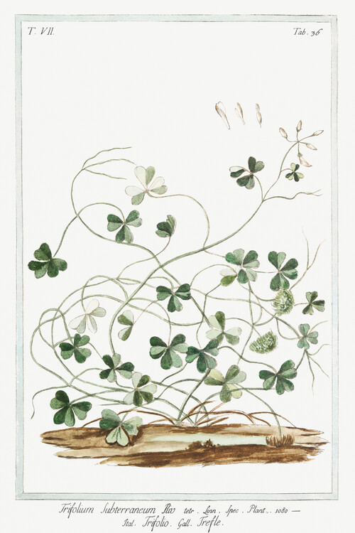 Umelecká tlač Subterranean Clover (Plant Illustration) - Giorgio Bonelli