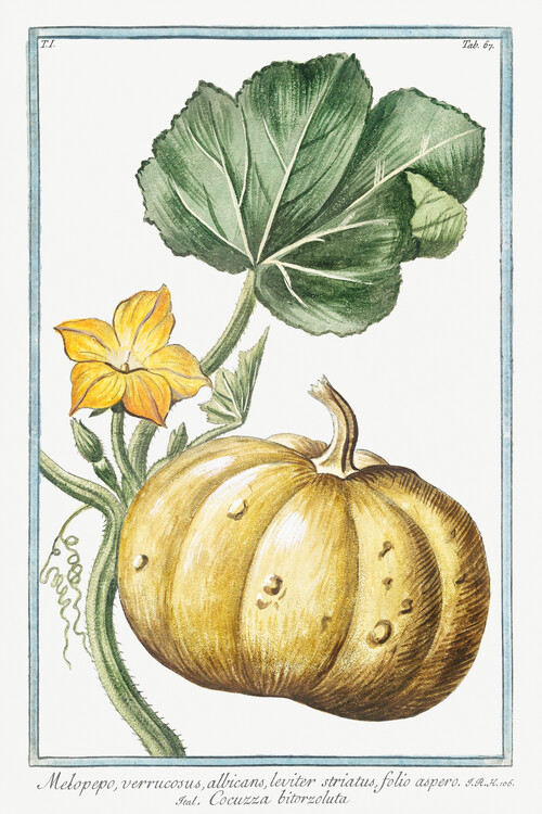 Fine Art Print Melopepo, Pumpkin (Plant Illustration) - Giorgio Bonelli