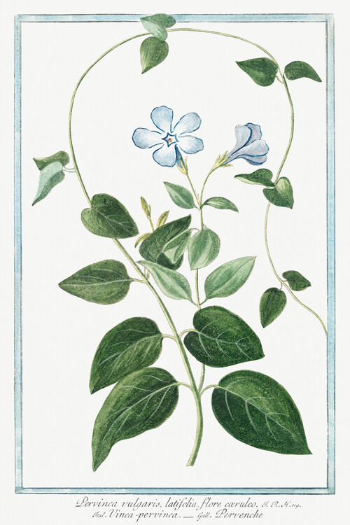 Taidejäljennös Periwinkle (Plant Illustration) - Giorgio Bonelli