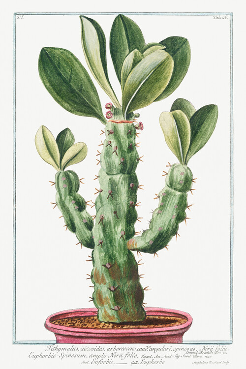 Εκτύπωση έργου τέχνης Tithymalus, Cactus (Plant Illustration) - Giorgio Bonelli