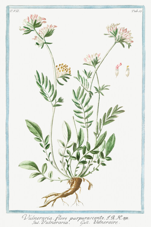 Umelecká tlač Kidney Vetch Flowers (Plant Illustration) - Giorgio Bonelli