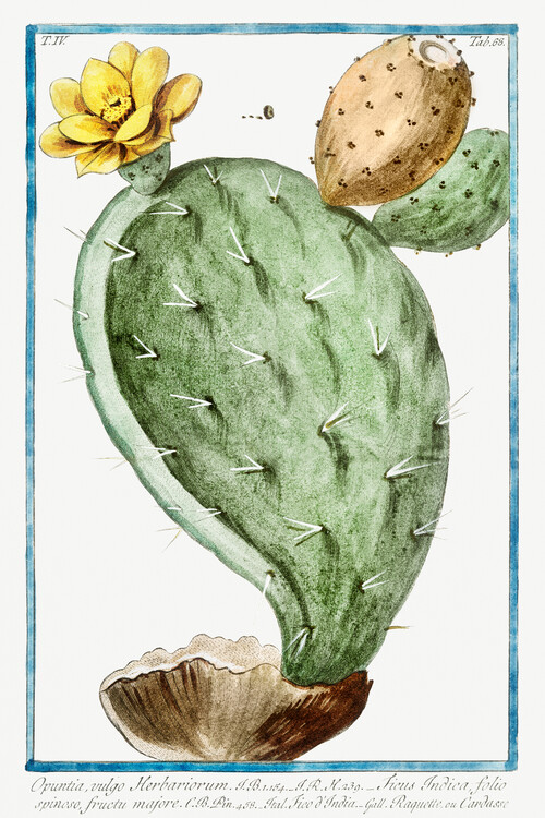 Taidejäljennös Prickly Pear, Cactus (Plant Illustration) - Giorgio Bonelli