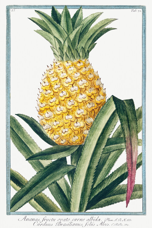 Kunstdruck Pineapple Plant (Plant Illustration) - Giorgio Bonelli