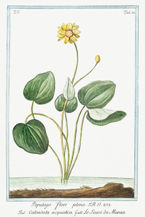 Umelecká tlač Marsh Marigold (Plant Illustration) - Giorgio Bonelli
