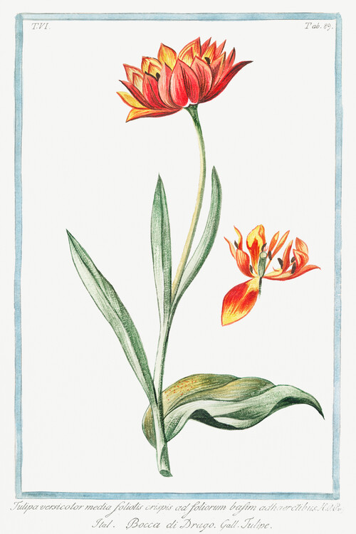 Flowers & 7 Prints - at Art Posters Wall Buy EuroPosters Page | & Plants Online