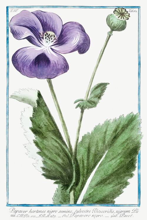 Taidejäljennös Purple Poppy (Plant Illustration) - Giorgio Bonelli