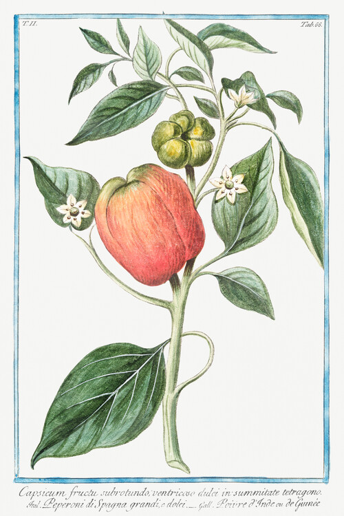 Taidejäljennös Capsicum, Pepper (Plant Illustration) - Giorgio Bonelli