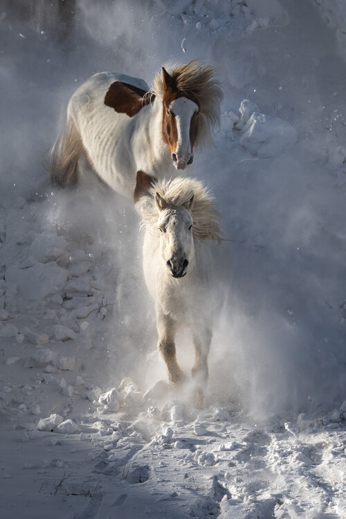 Horses Posters & Wall Art Prints  Buy Online at EuroPosters - Page 3