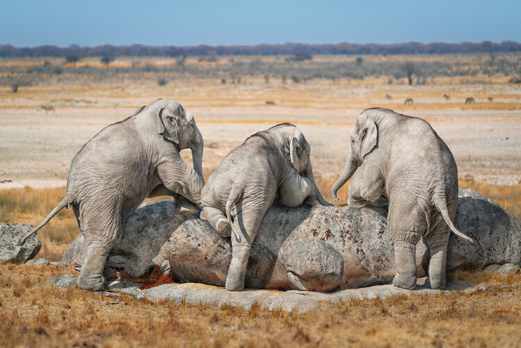 Art Photography Baby Elephant