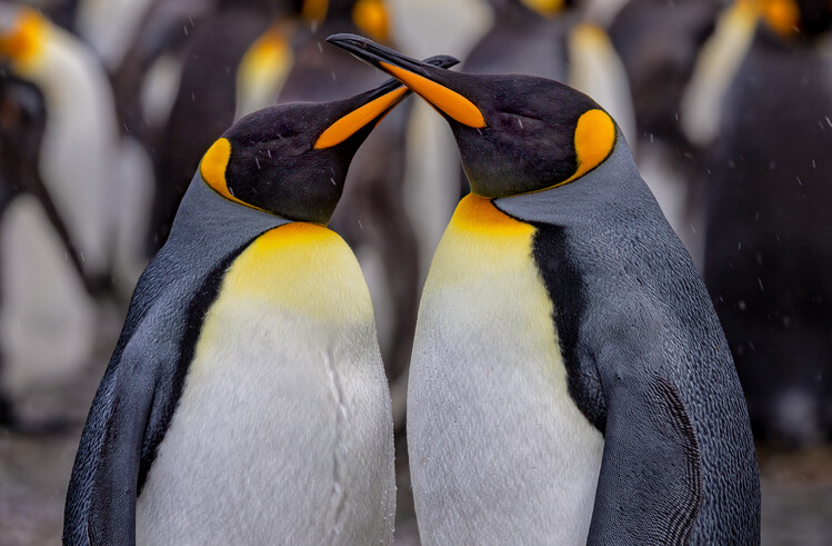 Canvas Print King Penguins in Snowy Day