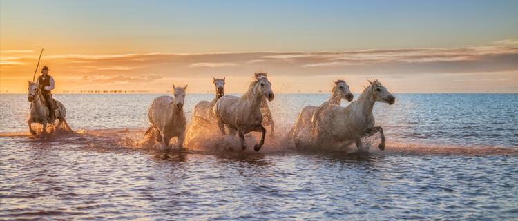 Fotografia artystyczna Camargue Horses II